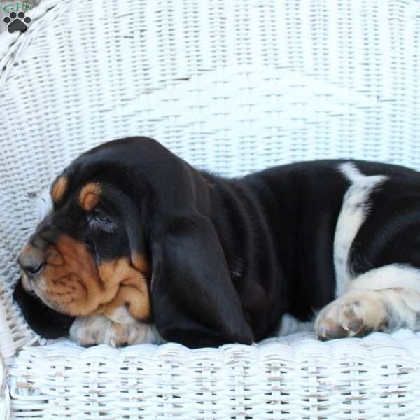 Sophie, Basset Hound Puppy